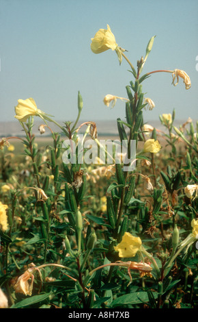 Enotera picchi di fiori e seedpods Foto Stock