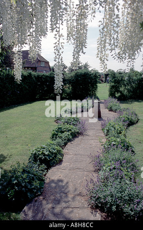 Il Glicine Floribunda varietà Alba Foto Stock