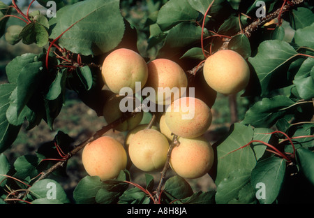 Mature albicocca frutta su albero Italia Foto Stock