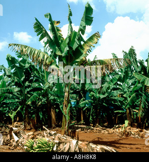 Malattia di Panama Fusarium oxysporum sintomi precoci su piante di banana Sud Africa Foto Stock