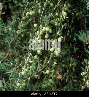 La maturazione delle olive sull'albero California USA Foto Stock