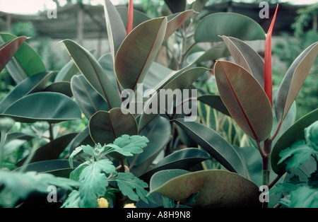 Impianto di gomma Ficus elastica fogliame sul mercato in stallo nelle Filippine Foto Stock