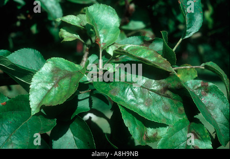 Apple ticchiolatura Venturia inaequalis micelio lesioni su foglie Foto Stock