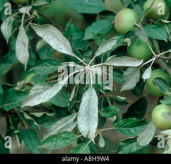 Oidio Podosphaera leucotricha infezione primaria il micelio su apple leaf lato inferiore Foto Stock