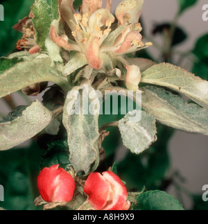 Primary oidio Podosphaera leucotricha infezione su apple fiori foglie calice Foto Stock