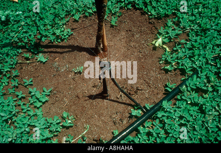 Singoli sprinkler fertirrigazione nella passione del frutteto Sud Africa Foto Stock