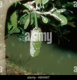 Striping bug farinose Ferrisia virgata infestazione su jackfruit frutti e foglie Foto Stock