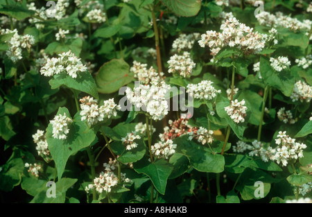 Il raccolto di grano saraceno in fiore Foto Stock