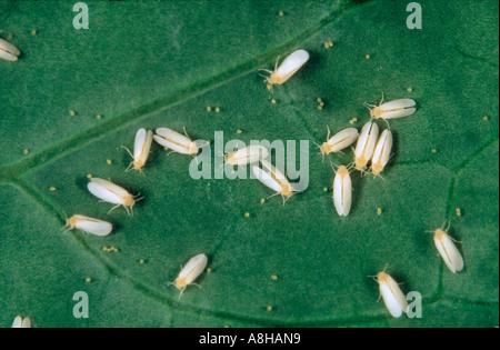 Il cotone whitefly Bemisia tabaci adulti sul cotone superficie di foglia Foto Stock