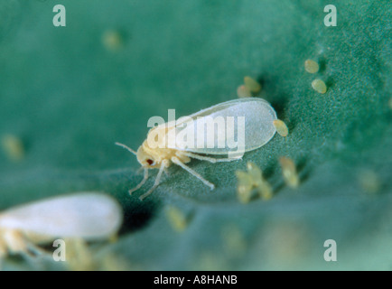 Il cotone whitefly Bemisia tabaci femmina adulta con uova Foto Stock