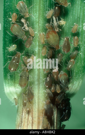 Bird cherry afide Rhopalosiphum padi infestazione sulla base di una foglia di frumento Foto Stock