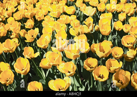 Campo di tulipani gialli Central Park di New York City Foto Stock