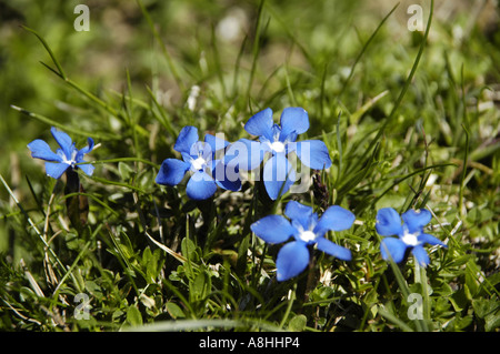 Bayerischer Enzian Gentiana bavarica Foto Stock