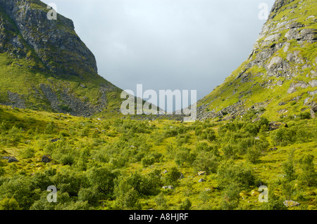 Bosco di roverella bassa betulla Betula pubescens passare sotto Skoren Moskenesoya Lofoten in Norvegia Foto Stock