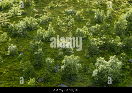 Bosco di roverella bassa betulla Betula pubescens Moskenesoya Lofoten in Norvegia Foto Stock