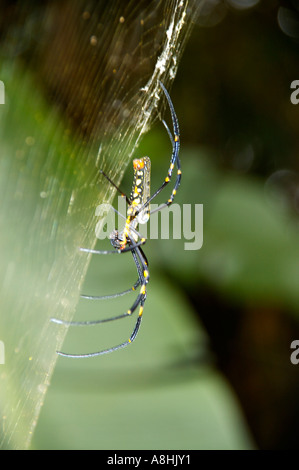 Grande coloratissima spider sul suo net Laos Foto Stock