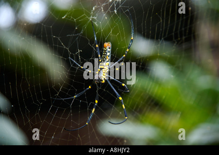 Grande coloratissima spider sul suo net Laos Foto Stock