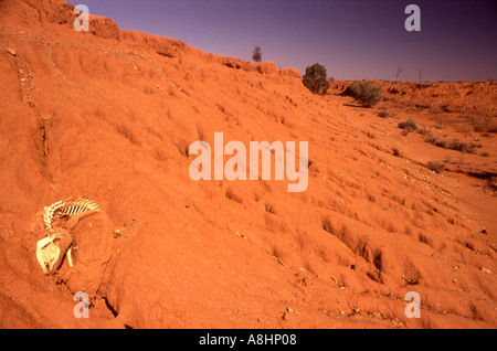 Canali scavati in rosso per il suolo outback accanto a un alveo secco cranio in primo piano l'outback australiano Foto Stock