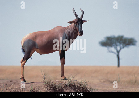 Topi maschi su termite mound Masai Mara riserva nazionale del Kenya Foto Stock