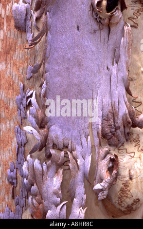 Abstract dettaglio Scribbly gum Eucalyptus haemastoma Australia mostra caratteristica moth larve scavano segna Foto Stock