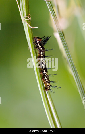 In bianco e nero di Caterpillar a butterfly arrampicata su un impianto Foto Stock