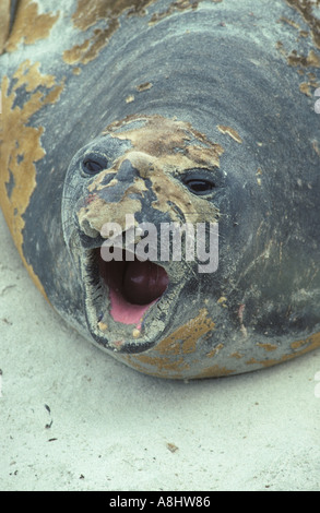 Guarnizione di elefante on Sea Lion Island nelle isole Falkland Foto Stock