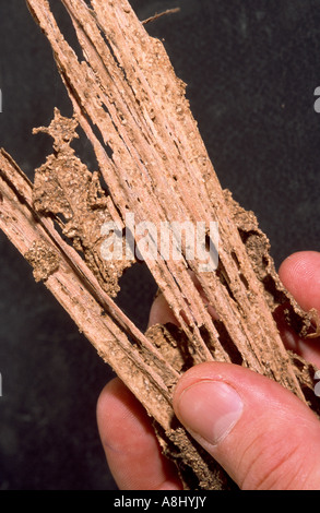 Termite danni al legno, legno - Coptotermes sp - Australia Foto Stock