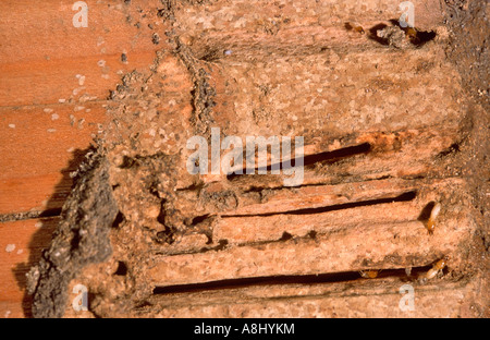 Termiti e termite danni al legno, legno - Coptotermes spp - Australia Foto Stock