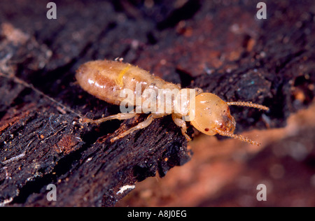 Australian termite in legname danneggiato Foto Stock