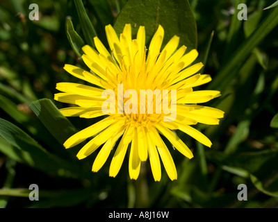 Giallo tarassaco taraxacum close up Foto Stock