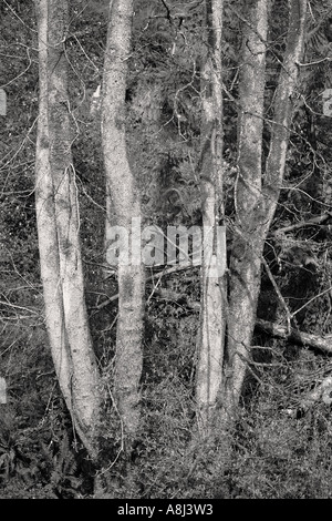 Bowen Park B W paesaggio Nanaimo Vancouver Island British Columbia Canada Foto Stock