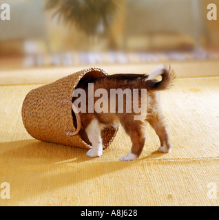 Semi-razza cane - cucciolo sette settimane con la sua testa in un cestello Foto Stock