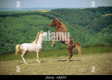 Arabian Horse - due giovani stalloni giocando Foto Stock