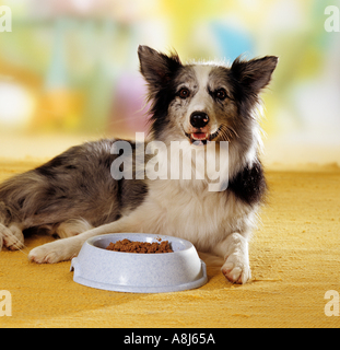 Border Collie cane che giace accanto al vaso di alimentazione Foto Stock