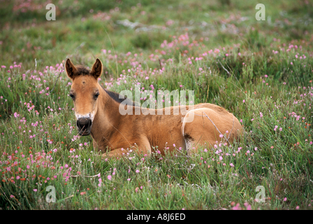New Forest Pony cavallo - puledro giacente sul prato Foto Stock
