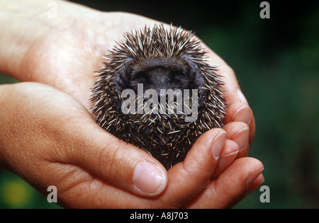 Giovani riccio arrotolato in mani Foto Stock