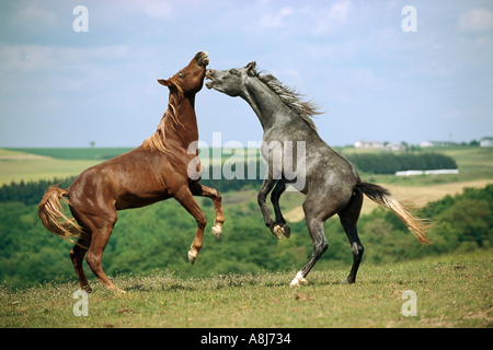 Due cavalli arabi - giovani stalloni combattimenti Foto Stock