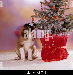 Mezza razza cane cucciolo di dieci settimane accanto ad albero di natale con salsicce Foto Stock
