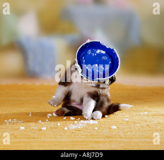 La metà di razza cucciolo di cane con coppa sulla sua testa Foto Stock