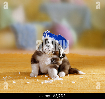 La metà di razza cucciolo di cane con coppa sulla sua testa Foto Stock