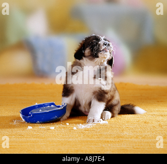 Cucciolo ibrido con cagliata sulla sua testa Foto Stock