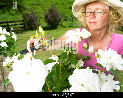 Giovane donna in hat potatura di una grande rosa bianca bush con tagliasiepe snips in giardino per mantenere i cespugli e morti li testa Foto Stock