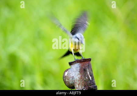 Tropical Kingbird, Tyrannus melancholicus, atterraggio su un tubo accanto al Rio Chagres presso il porto di Gamboa, parco nazionale di Soberania, Repubblica di Panama. Foto Stock