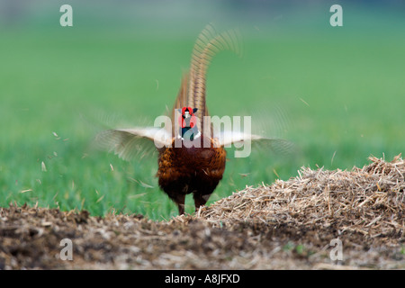 Pheasant Phasianus colchicus permanente sulla paglia sbattimenti ali e chiamando ashwell hertfordshire Foto Stock