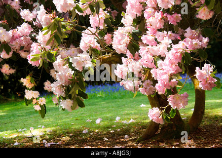 Rosa di rododendro a struttura Bowood House Rhododendron Passeggiate Wiltshire in piena fioritura Foto Stock