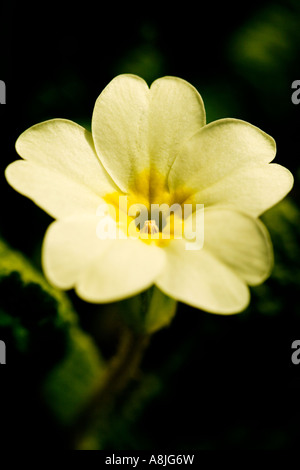 Primrose Primula vulgaris molla di fiori selvatici nativi per la Gran Bretagna e l'Europa Foto Stock