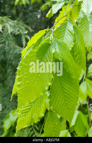 American Beech Fagus grandifolia leafs con gocce di pioggia durante i mesi primaverili in Nuova Inghilterra USA Foto Stock