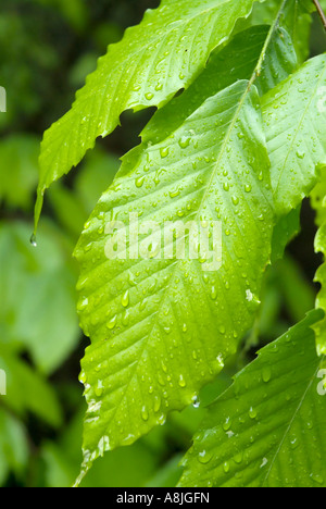 American Beech Fagus grandifolia leafs con gocce di pioggia durante i mesi primaverili in Nuova Inghilterra USA Foto Stock