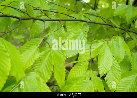 American Beech Fagus grandifolia leafs con gocce di pioggia durante i mesi primaverili in Nuova Inghilterra USA Foto Stock