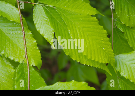 American Beech Fagus grandifolia leafs con gocce di pioggia durante i mesi primaverili in Nuova Inghilterra USA Foto Stock